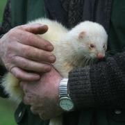 Le furet est utilisé pour capturer :