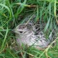 Après une première couvée détruite, cet oiseau pourra, la même année, en avoir une deuxième :