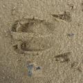 Ceci est une trace :