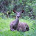 Le petit de cet animal porte le nom :