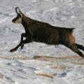 Je suis titulaire d'un plan de chasse pour cet animal. Je le tire :