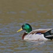 A quel moment le canard colvert peut-il commencer à nicher :