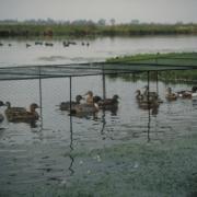 L'utilisation des appelants est autorisée pour la chasse du gibier d'eau :