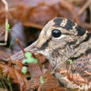 Cet oiseau se nourrit principalement :