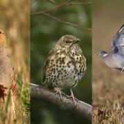 Lequel de ces oiseaux est interdit à la vente ?