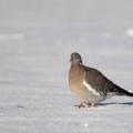 La ponte chez cet oiseau est composée normalement :